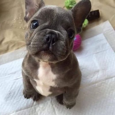 👉Welcome to @frenchbull_gang ,
🐶We share Daily #frenchbulldog Contents,
🐾Follow us if you really love French Bulldog