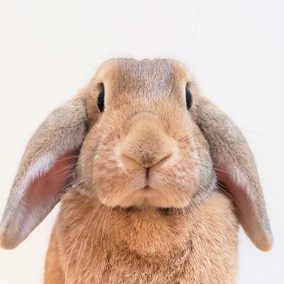 うさぎと生活しています。よろしくお願いします。
たわし🐇ネザー♀ 2014.07生~2021.11.09没🌈
はな🐇ロップ♀ 2021.11.12生~