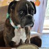 TaterSpeck's profile picture. love boxer dogs, vegetarian