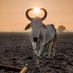 Gram Uday Foundation (@sanjeev_gram) Twitter profile photo Gram Uday Foundation (@sanjeev_gram) Twitter profile photo