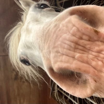 Cheeky cob/handsome beast. Bit of a dude. Love my human. Useful talent: undoing zips with teefs. Beliefs: kindness and peace. Loves: apples,  parsnips, mud.