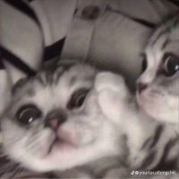 Rai (@not_your_mvp) 's Twitter Profile