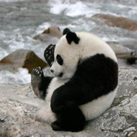 Panda (@nicepanda2107x) 's Twitter Profile