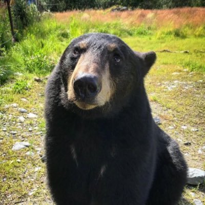 UUgleb's profile picture. Bear Boy/(He/Him)/24