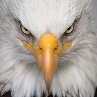 michaelvmi71114's profile picture. Ret. DV (27+ yrs decorated svs in AF), Cyber/ Info/ Pol-Mil/ Mil Planner/ Husband/ Dad/ PaPa/ Conspiratorium SME, Artist/Wood Worker & all around Tinkerer.