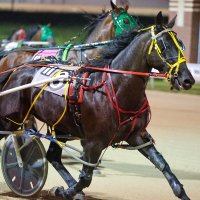 Harness Racing Minnesota (@running_aces) 's Twitter Profile