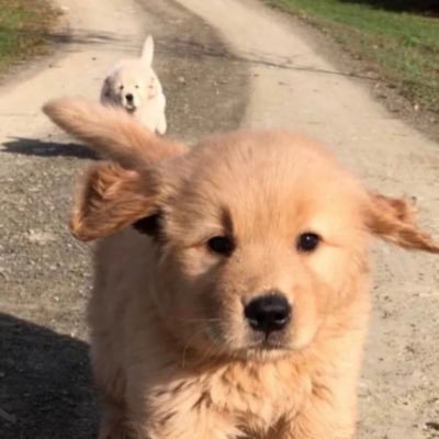 littlepenguinjj's profile picture. Don't touch my meow meow🐱 7824