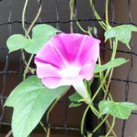 ぐらんぱ横浜 (@gljjbrsbg9dremk) 's Twitter Profile Photo