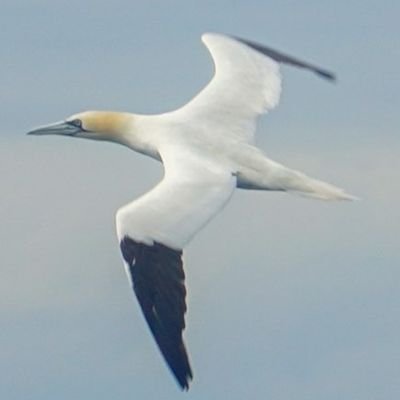 Janet21Straf's profile picture. Nobody with nothing to say. Scrolling life away.