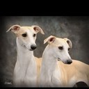 Doug Conrad - @DouglasConrad - Twitter