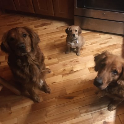 Retired. Outdoorsman. Conservative. Striving to be the man my dogs think I am.