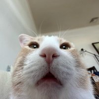 fem (@hwangshinss) 's Twitter Profile