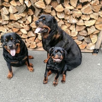 Every Day A Little Fun Another Day Another Adventure The Daily Adventures And Shenanigans Of My Best Friends Sherman Daisy and George 🐾🐾