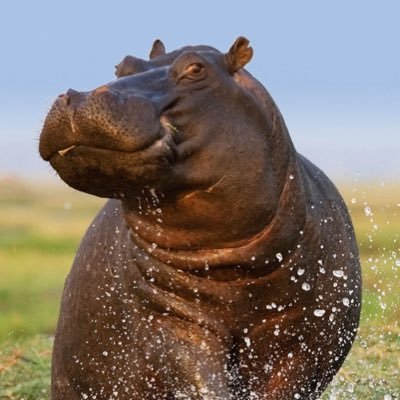 ConceitedHippo's profile picture. 