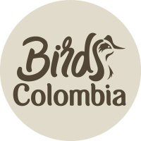 Birds Colombia(@BirdsColombia) 's Twitter Profile Photo