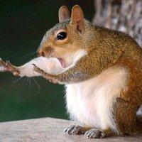 Shasta (@dershasta) 's Twitter Profile