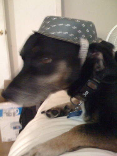 ReggieEatsPoo's profile picture. I'm a dog. I love to shit, piss, bark, sleep, in that order.