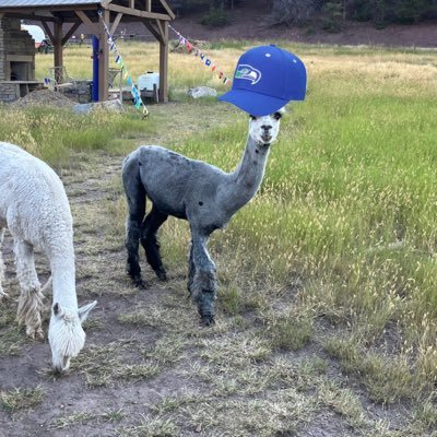 seahawksllama Profile Picture