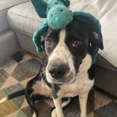 douggiefresh87's profile picture. Sports Junkie. TCU Horned Frogs.