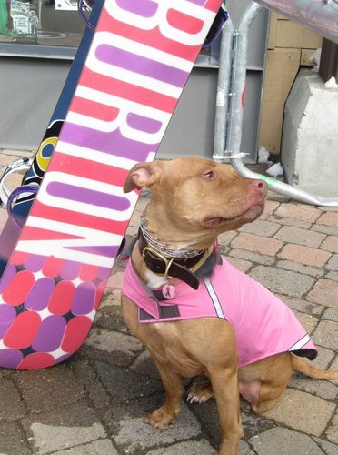 Annabelle's mom 1.06.04-12.29.08 🌈💔 🌷
Pit bull momma x 3 to Pony, Tripoli & Dan!🐶🐶🐶
Boutique-owner 🛍🎀👗
Couture cake decorator 🎂
Painter 🎨