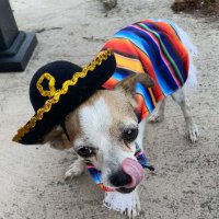 beaner dog(@st1cksandstoned) 's Twitter Profile Photo