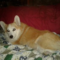 MyCorgiSentMe (@mycorgisentme6) 's Twitter Profile