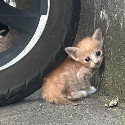 漳州&厦门/4i&1i/pegging/捆绑/猫猫狗狗/