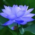 Blue Lotus (@Blu_Lotus) Twitter profile photo