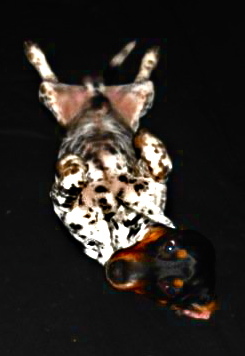 Buddha_dawg's profile picture. I'm @christdonalds dog. I come from a bitch of a mom who just let me go. i like doing normal dog stuff and some other shit too.