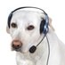 🐾 (@replydog) Twitter profile photo 🐾 (@replydog) Twitter profile photo