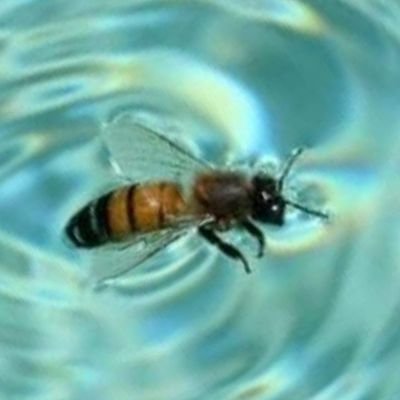 joan__mateu's profile picture. #ladamaaelx
#elx
#santapola
#tabarca
#crevillent 
#baixvinalopó
#paisvalencià
#païsoscatalans