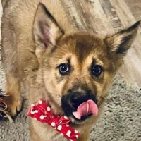 Dog Poop (@doggiepoopeater) 's Twitter Profile