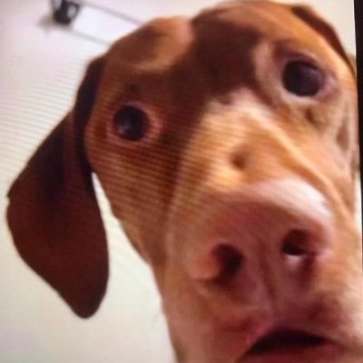 die_noch's profile picture. :^)