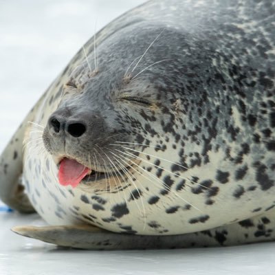 ざらめ丸8ちゃいさんのプロフィール画像