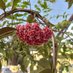Giwin Plant Nursery (@rgiwin2590) Twitter profile photo Giwin Plant Nursery (@rgiwin2590) Twitter profile photo