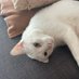catsnocontext (@catsnocontxt) Twitter profile photo catsnocontext (@catsnocontxt) Twitter profile photo