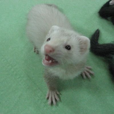 NamidameFeRrEt's profile picture. あかり(うた)@a3k3_voとりゅーと(ぎたー) @ryulock43 で涙目FeRrEt.(なみだめふぇれっと。)です