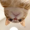 Cat_c0705's profile picture. ท้องฟ้าไม่ได้สวยงามทุกวัน ⛅
