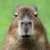 ClaratheCapybara (@clarad00) Twitter profile photo