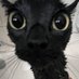 fairy cats (@glixkiteen) Twitter profile photo fairy cats (@glixkiteen) Twitter profile photo