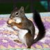 squirrel whisperer (@TRObrian) Twitter profile photo