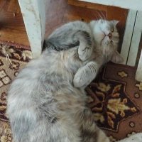 Lyracle (@valiraw) 's Twitter Profile