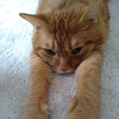 IkMEAGdOjqAJToP's profile picture. 