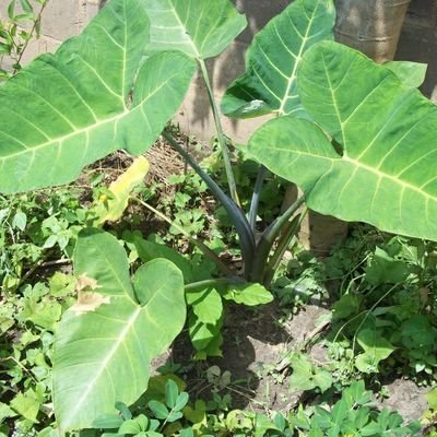 BD6798's profile picture. Je suis gentil, très cool aussi bavard