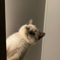 aigou111 (@aigou111) 's Twitter Profile Photo