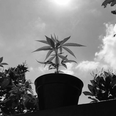 howtogrow420's profile picture. Little farmers with little education.