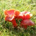 Gwent Fungi Group (@FungiGwent) Twitter profile photo