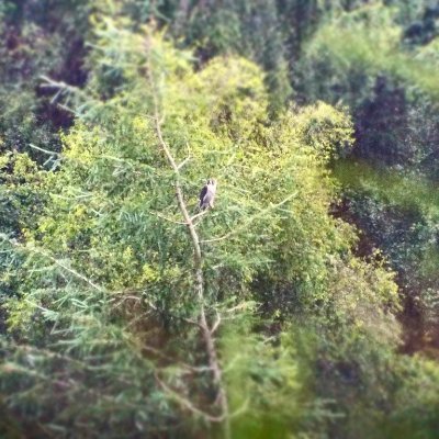 briancooper123's profile picture. Birding, wildlife photography,