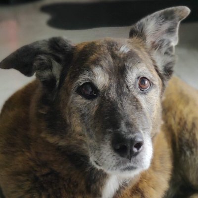 just little 'ol me.
MA born and raised; currently in AZ.
lover of animals.
people give me panic attacks.
my profile pic is my current BFF Lola. she's bananas.