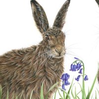 Sophie Nash - Wildlife Artist(@drawwithsophie) 's Twitter Profileg